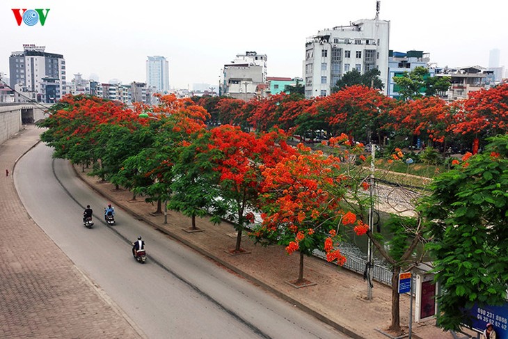 Hanoi aux couleurs de l’été - ảnh 1